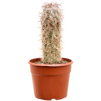 Oreocereus celsianus 4ORCEVT12