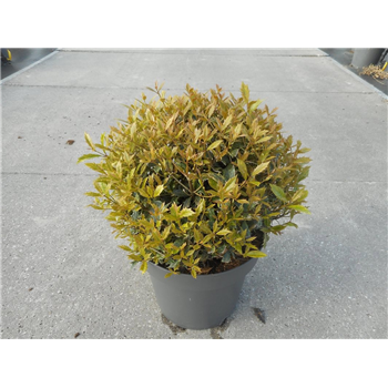 Osmanthus heterophyllus 'Goshiki' F00008326