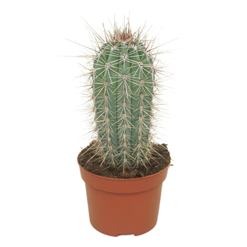 Pachycereus pringlei F00004578