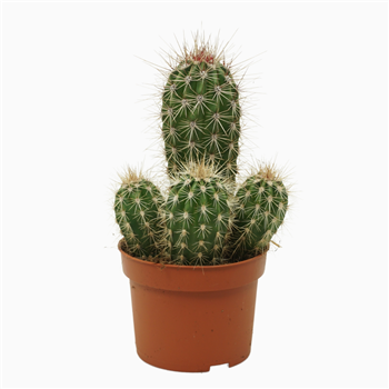 Pachycereus pringlei F00002623