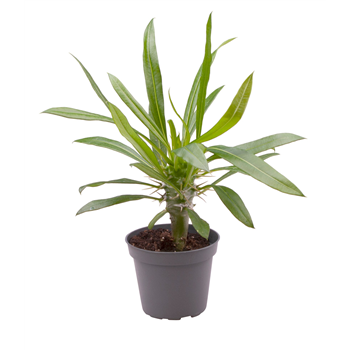 Pachypodium lamerei F00002023