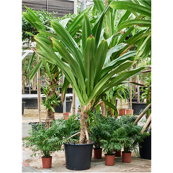 Pandanus dubius 4PADURS07