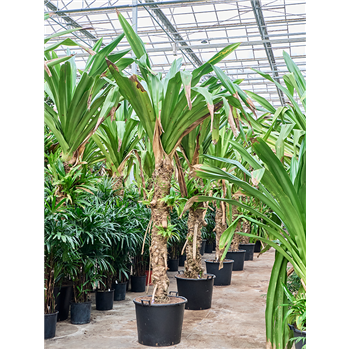 Pandanus dubius 4PADURS13