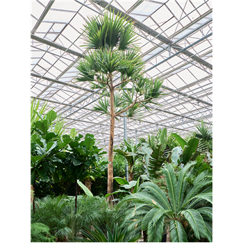 Pandanus utilis 4PAUTSV88