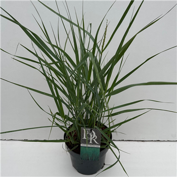 Panicum virgatum 'Prairy Sky' F00003936