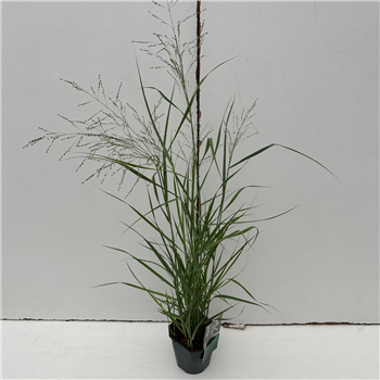 Panicum virgatum 'Prairy Sky' F00003876