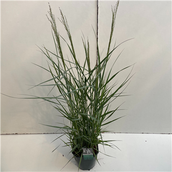 Panicum virgatum 'Prairy Sky' F00003937