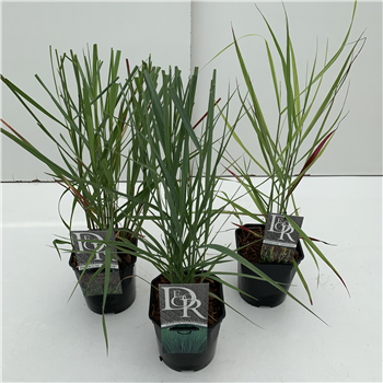 Panicum virgatum mix F00004073