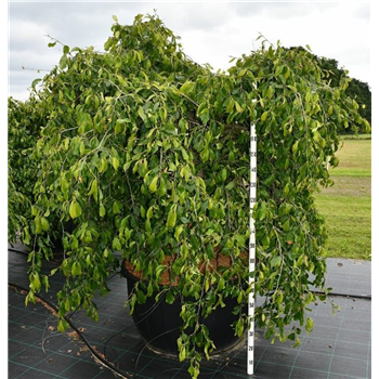 Parrotia persica 'Pendula' F00006117
