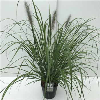 Pennisetum 'Red Head' F00004000