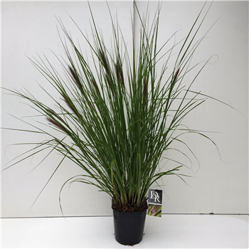 Pennisetum setaceum 'Viridescens' F00004028