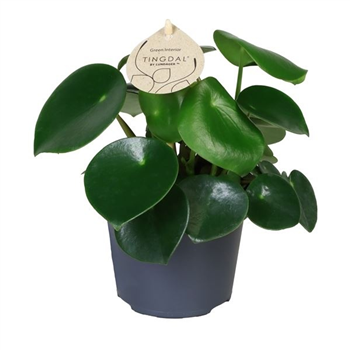 Peperomia arifolia F00004978