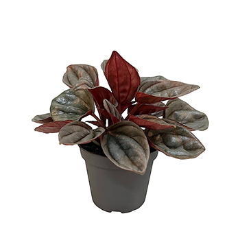 Peperomia caperata 'Caracas' F00002027