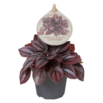 Peperomia caperata 'Cayenne' F00004458