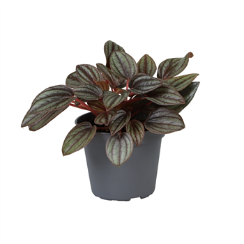 Peperomia caperata 'Lima' F00004285