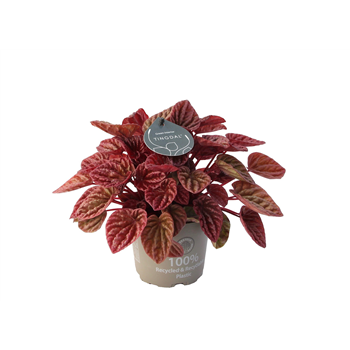 Peperomia caperata 'Quito' F00004461