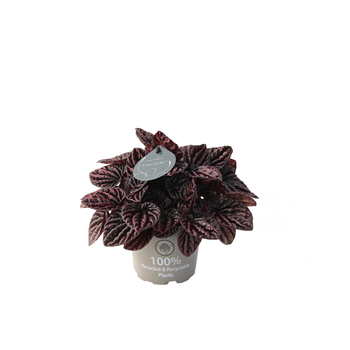 Peperomia caperata 'Red Luna' F00004459