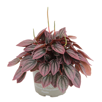 Peperomia caperata Cayenne F00004266