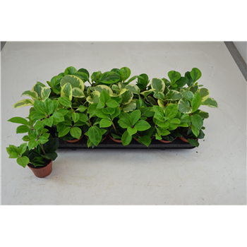 Peperomia mix F00000797