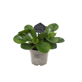Peperomia obtusifolia 'Lime' F00004465