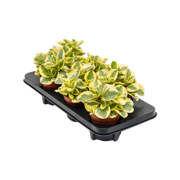 Peperomia obtusifolia 'Obtipan Bicolor' 6/tray 4PEBIBP12