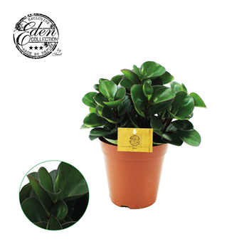 Peperomia obtusifolia Burning Bush F00001257