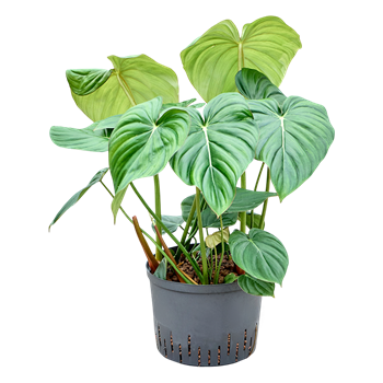 Philodendron 'Mc Dowell' 1PHMDBU25