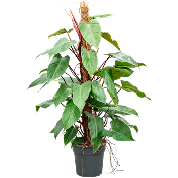 Philodendron 'Red Emerald' 4PHREMK21