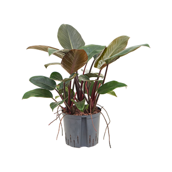 Philodendron 'Red beauty' 1PHRBBU18