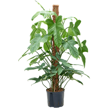 Philodendron bipennifolium “Silver Violin” 1PHSVMK22