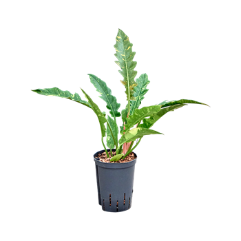 Philodendron narrow 'Ring of fire' 1PHNRBU15