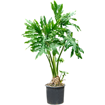 Philodendron selloum 4PHSEBU99