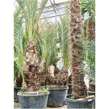 Palma Phoenix dactylifera 5PHDA2S40