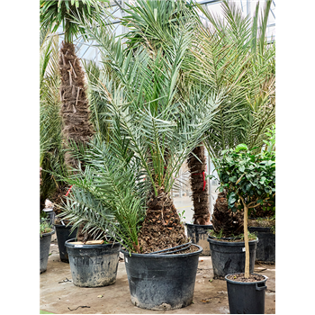 Palma Phoenix dactylifera 5PHDARS25
