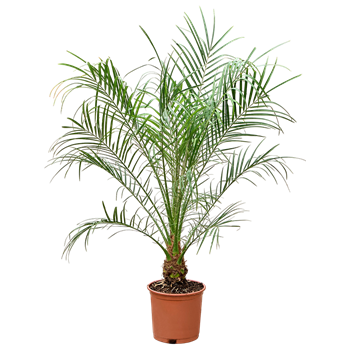 Palma Phoenix roebelenii F00005438