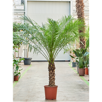 Palma Phoenix roebelenii (150-170) 4PHRORS81