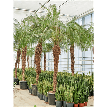 Palma Phoenix roebelenii (400-460) 4PHROR250
