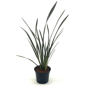 Phormium tenax 'Bronze Baby' F00008347