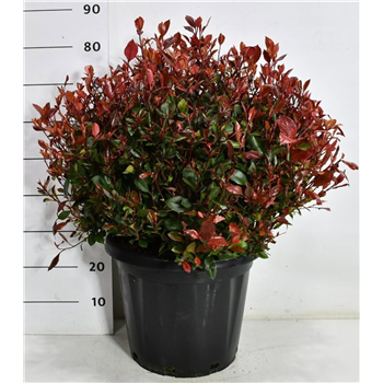 Fotinija fraseri 'Little Red Robin' F00007558
