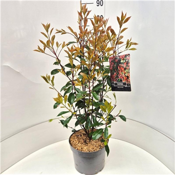 Fotinija fraseri 'Red Robin' F00008221