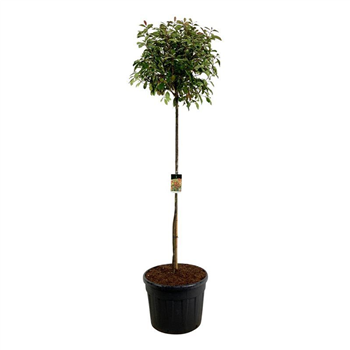 Fotinija x fraseri 'Red Robin' F00007115