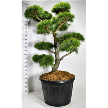 Pinus contorta F00006589