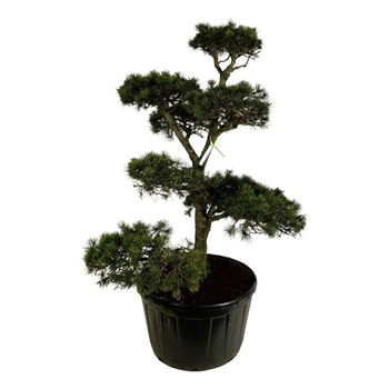 Pinus contorta F00006910
