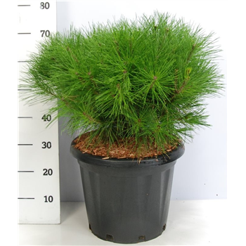 Pinus densiflora 'Alice Verkade' F00006093