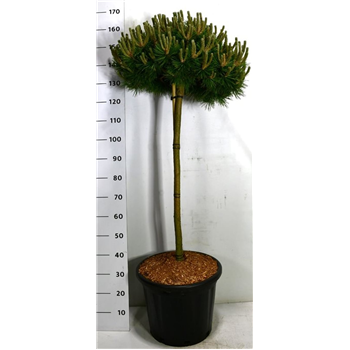 Pinus densiflora 'Low Glow' F00006161