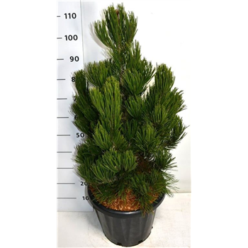 Pinus heldreichii 'Satellit' F00006332