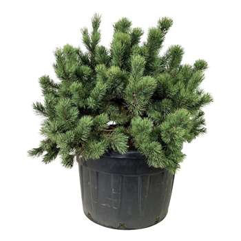 Pinus mugo F00007494