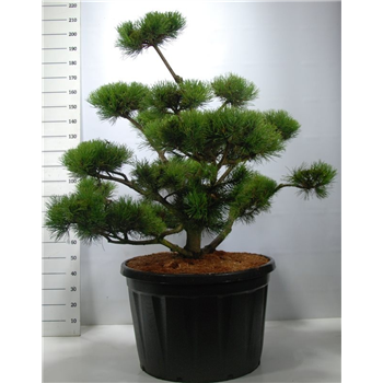Pinus mugo F00006132