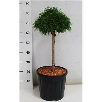 Pinus mugo 'Benjamin' F00005921