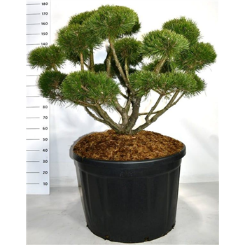 Pinus mugo 'Gnom' F00006192